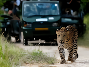 Jhalana Leopard Safari